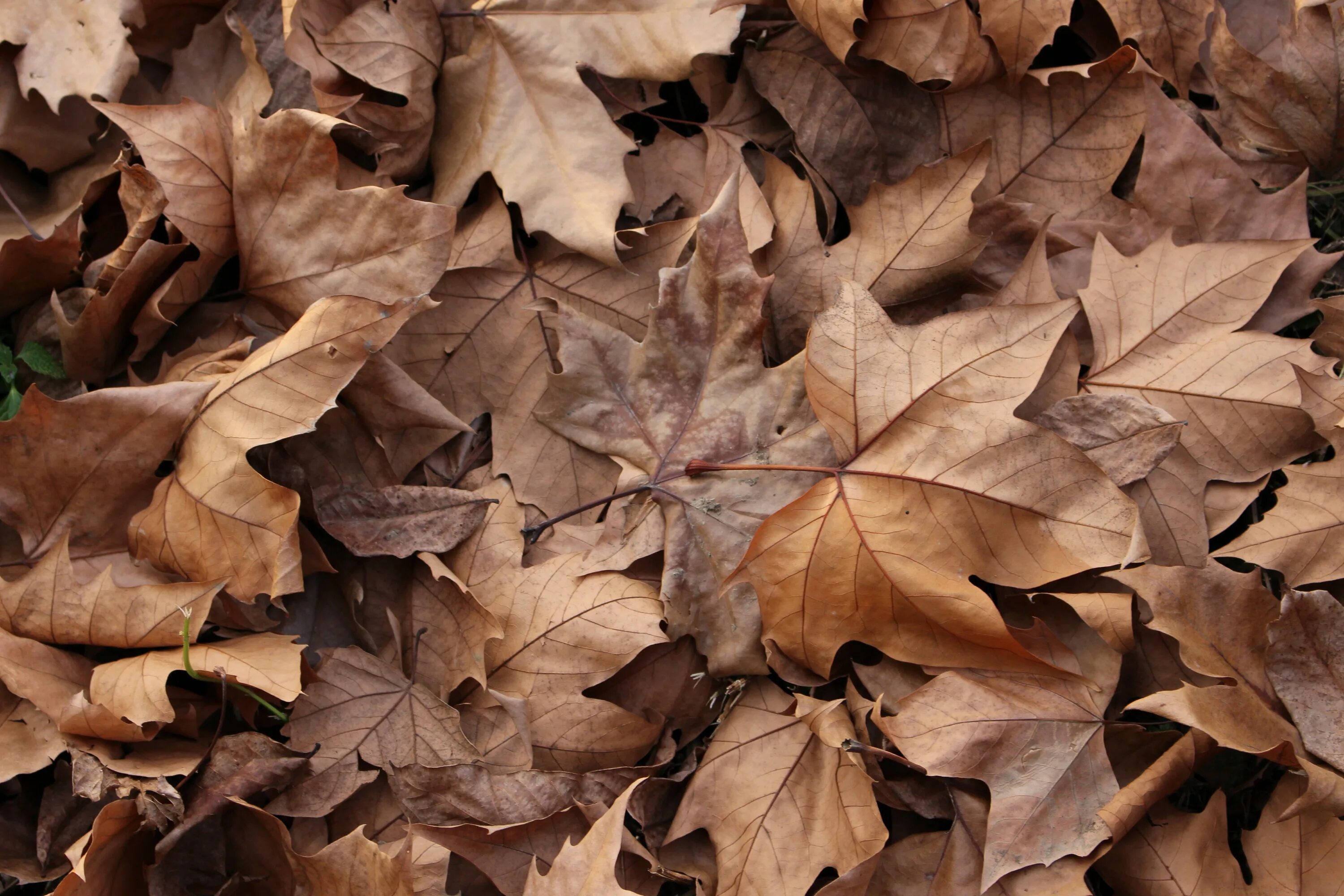 Brown фото. Коричневый в природе. Коричневые листья. Коричневый. Коричневый цвет в природе.