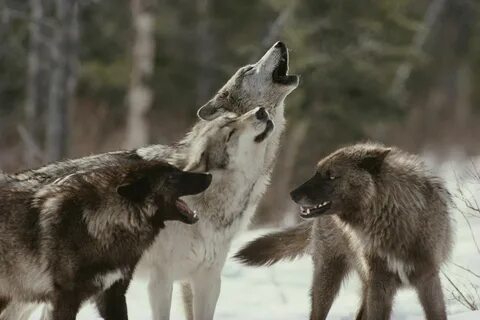 Wolf под