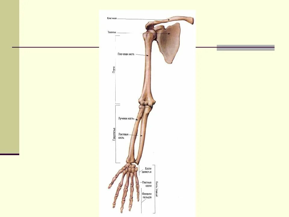Скелет пояса верхних конечностей (плечевого пояса). Кости верхних конечностей человека анатомия. Скелет верхней конечности биология 8 класс. Пояс верхних конечностей. Кости верхней конечности.. Скелет верхних конечностей скелет плечевого пояса