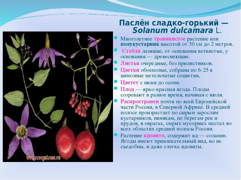 Семейство сладкий. Паслен сладко-горький соцветие. паслен сладко горький растение. двудольные растения семейство пасленовые. паслён сладко-горький формула цветка.