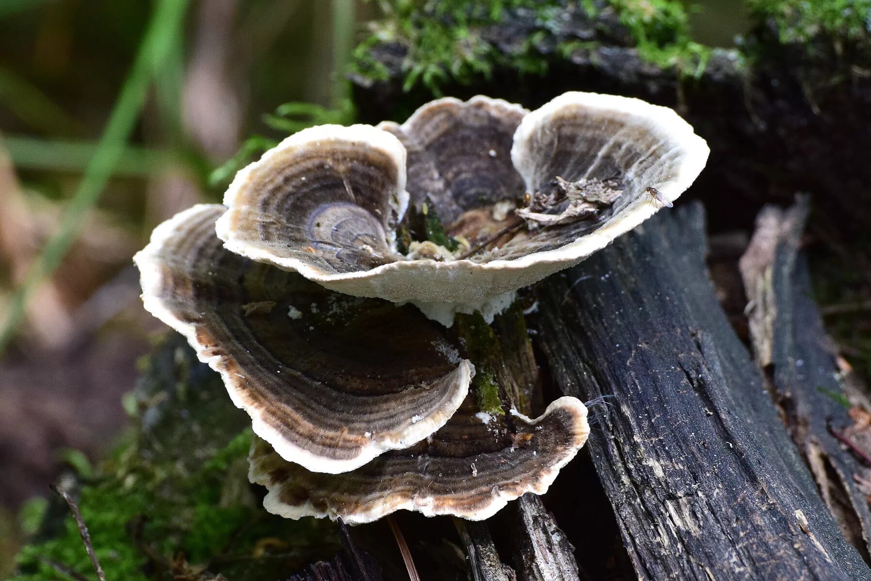 Лечебные трутовик. Трутовик Траметес. Trametes versicolor трутовик разноцветный. Траметес разноцветный (trametes versicolor). Trametes versicolor (Траметес разноцветный) гименофор.