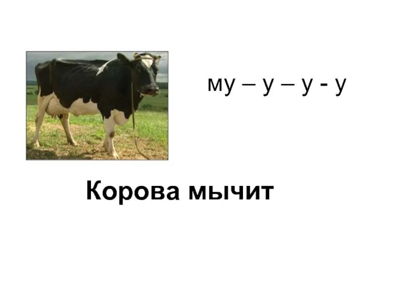 Как мычит корова видео для детей. Звук коровы. Корова муууу. Корова мычит. Корова мычит.