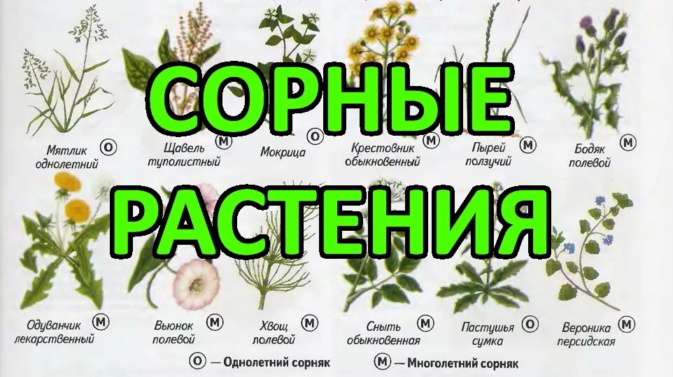 Растения сорняки. Полезные травы сорняки. Сорные травы. Пырей корневищный. Латук компасный (lactuca serriola).