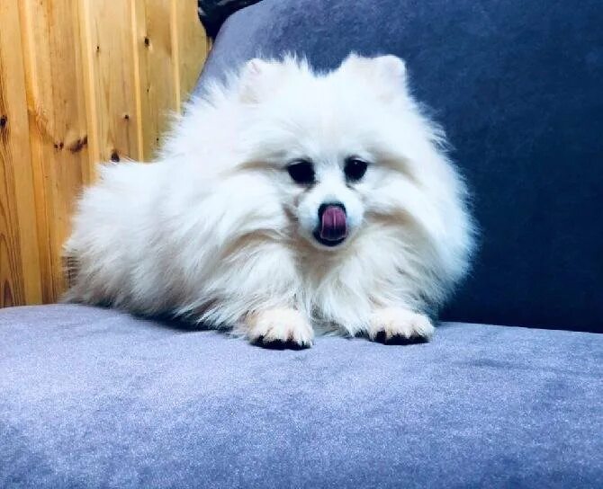 шпиц немецкий малый. шпиц немецкий малый. тайский шпиц. немецкий шпиц стандарт. немецкий шпиц.