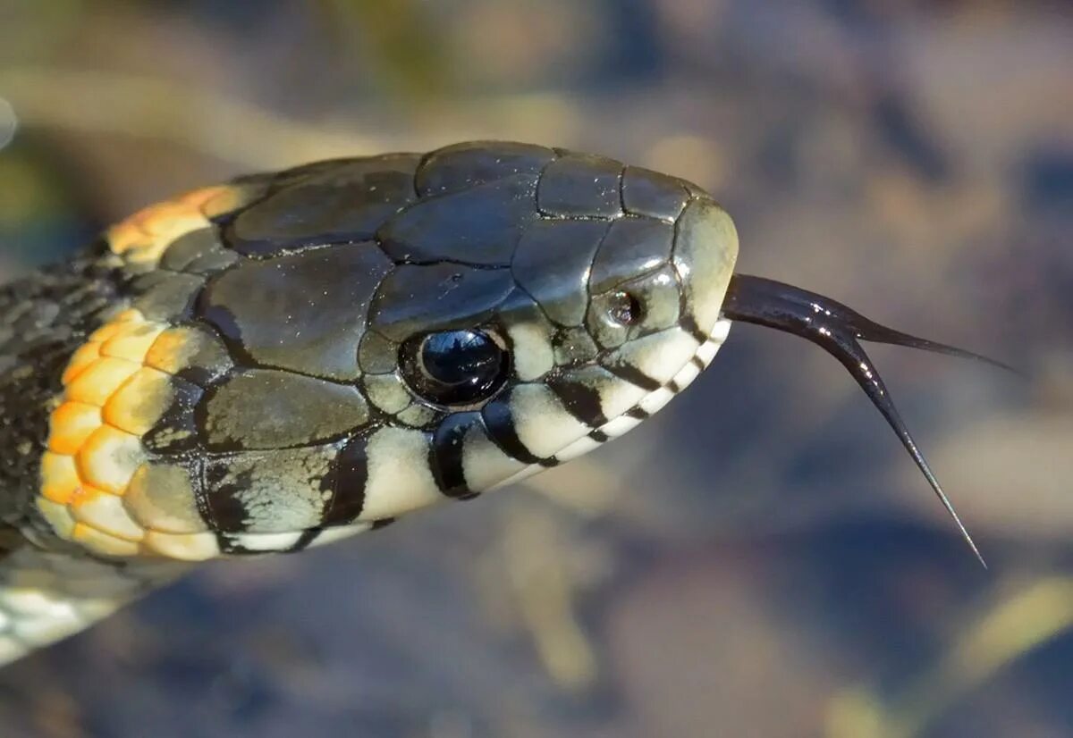 Grass snake. Змея уж обыкновенный. Уж обыкновенный - змея неядовитая. Обыкновенный уж Natrix Natrix. Обыкновенный уж маленький.