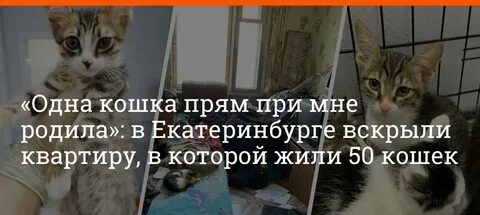 Можно ли оставить кошку на 3 дня