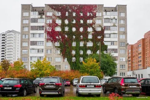 Минск домашний