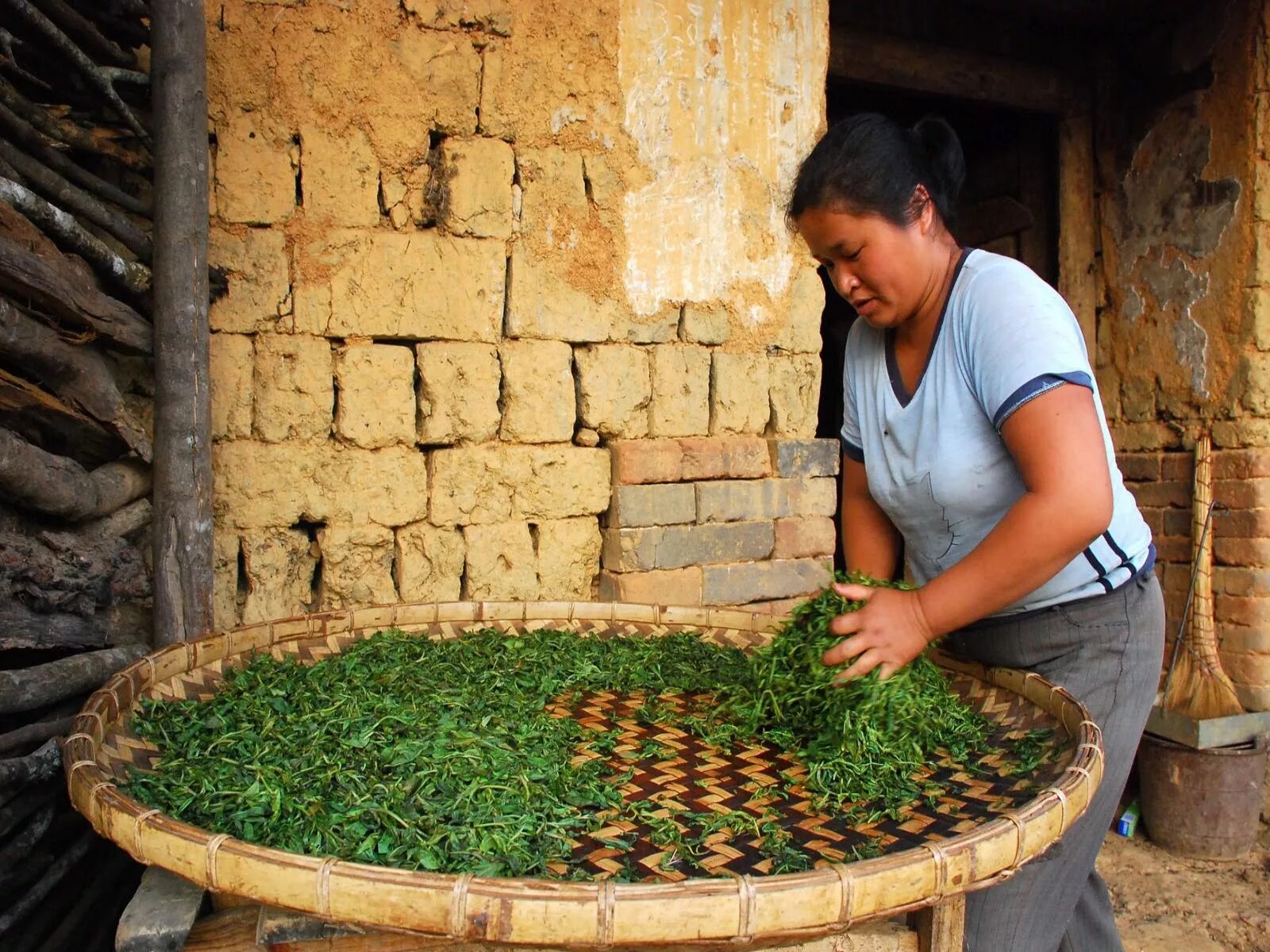 Чайная плантация пуэр. Вэньчуань-улун. Чай выращивают. Чайные плантации.