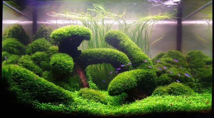 Фотографии дизайна аквариумов. - Страница 144 - GreenForum