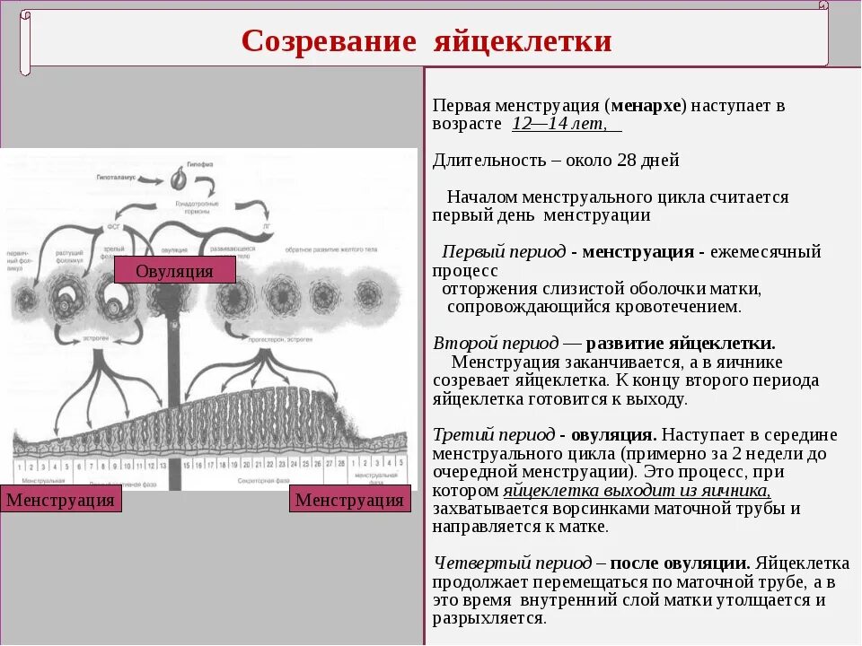 Созревание яйцеклетки. Яйцеклетка созревает в. Созревание яйцеклеток у женщин. Где происходит созревание яйцеклеток