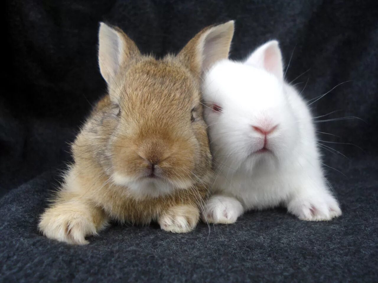 Кролики. Заяц и кролик. Влюбленные кролики. Милые кролики. Какие люди кролики