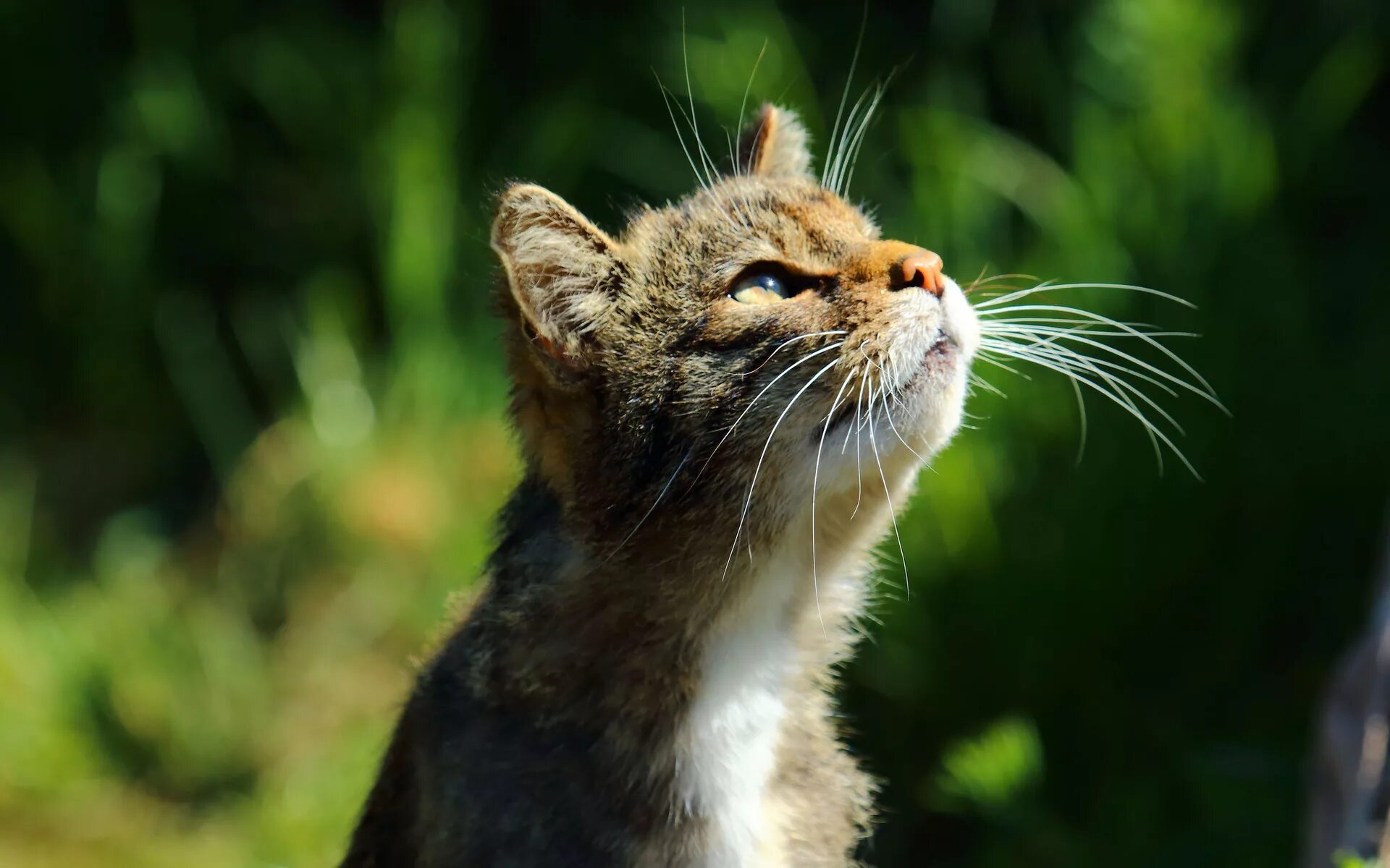 Кошка оборачивается. Морда кота. Кошка смотрит наверх. Кот смотрит вправо. Коты картинки.