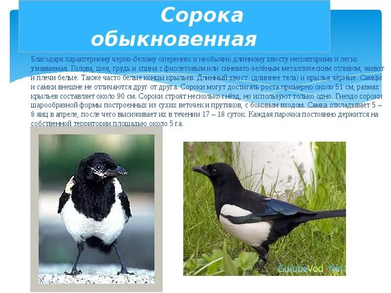 Какой тип сороки. Какой тип сороки