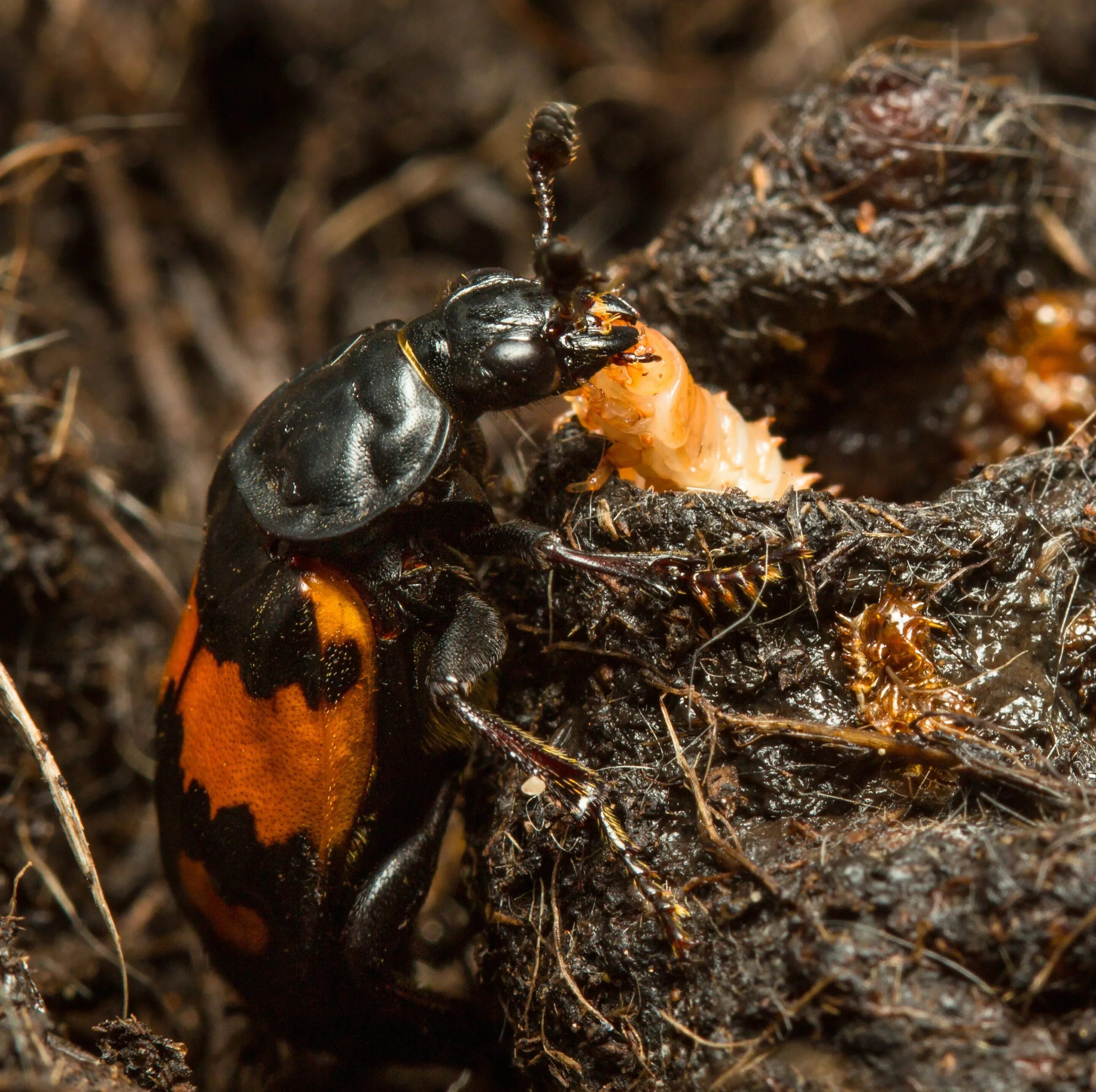 Жук Nicrophorus. Жук мертвоед Nicrophorus. Жук — могильщик, мертвоед. Могильщик погребальный Жук.