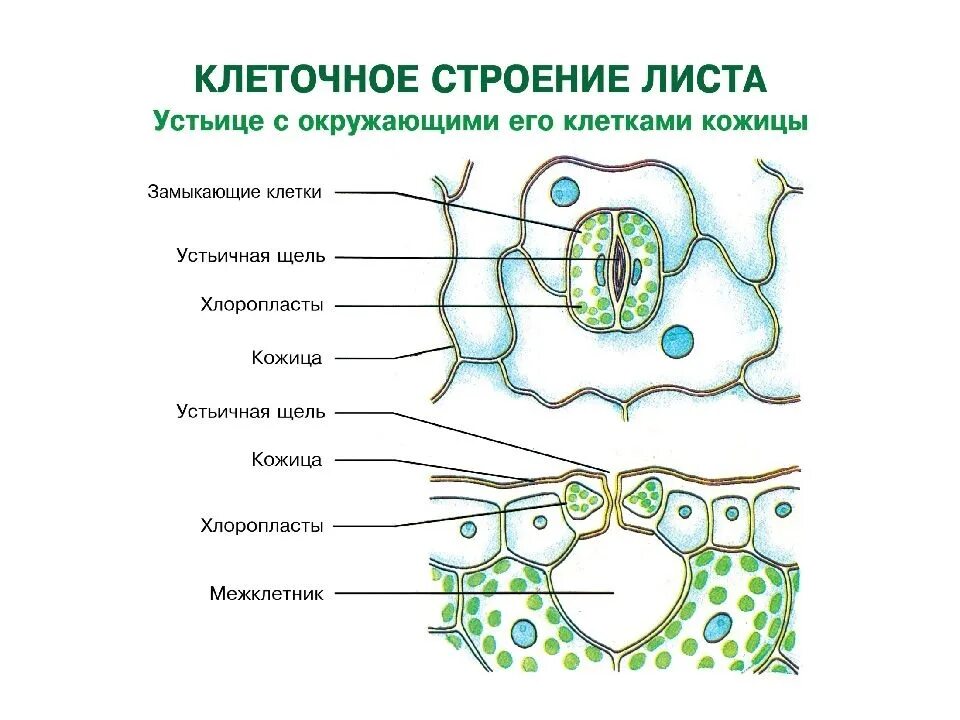 К какой ткани относится устьица у растений. Строение клетки эпидермиса листа. Эпидермис, строение устьица. Эпидермис листа клетки устьица. Строение кожицы листа 6 класс.