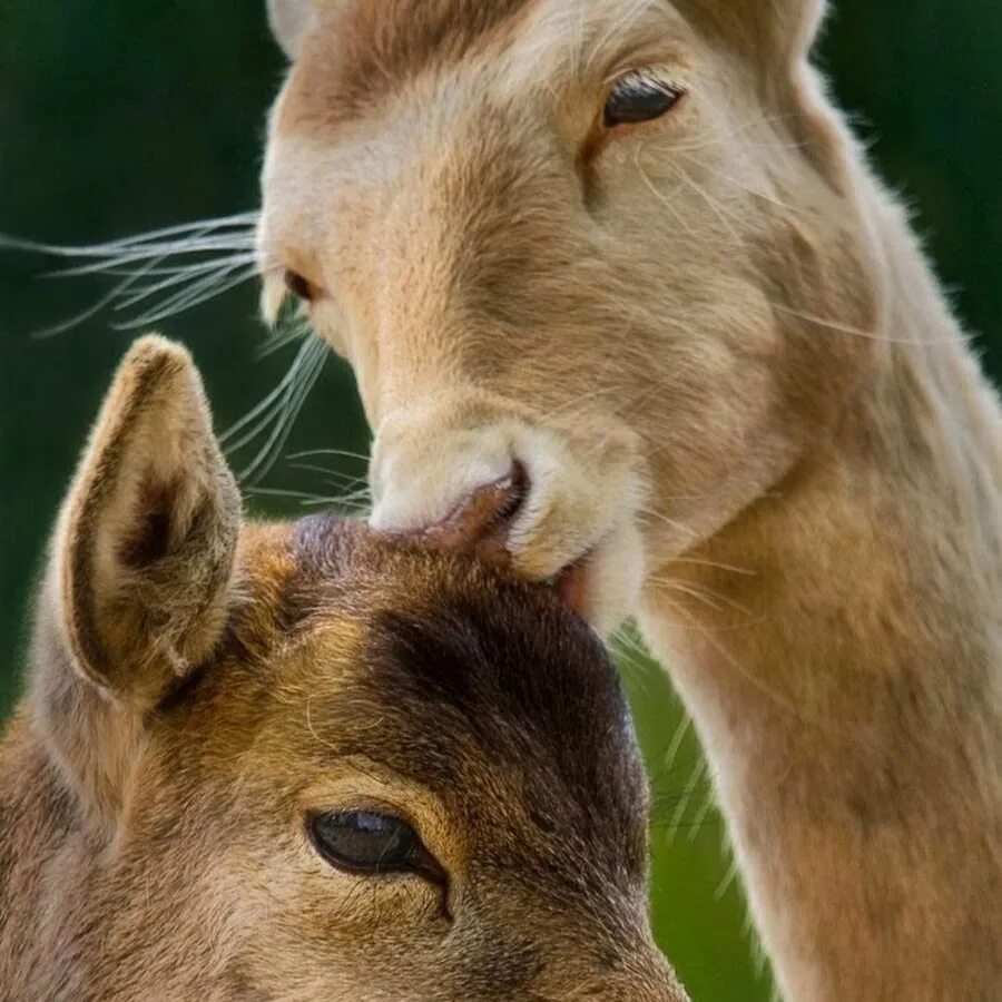 Animal couple. Животные любовь. Про животных. Романтичные животные. Парочки животных.