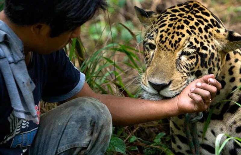 Защита диких животных. Ягуар и человек. Спасение диких животных. Волонтер и Дикие животные. Wild animals as pets essay
