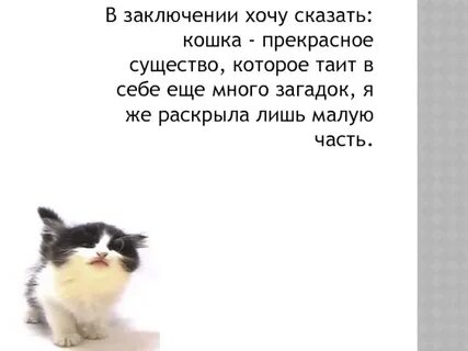 Сколько жизней у кошки 7