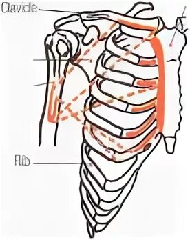 Иннервация малой грудной мыш. Большая и малая грудная мышца функции. Место прикрепления грудной мышцы. Большая грудная мышца начало прикрепление функции. Большая грудная мышца m.