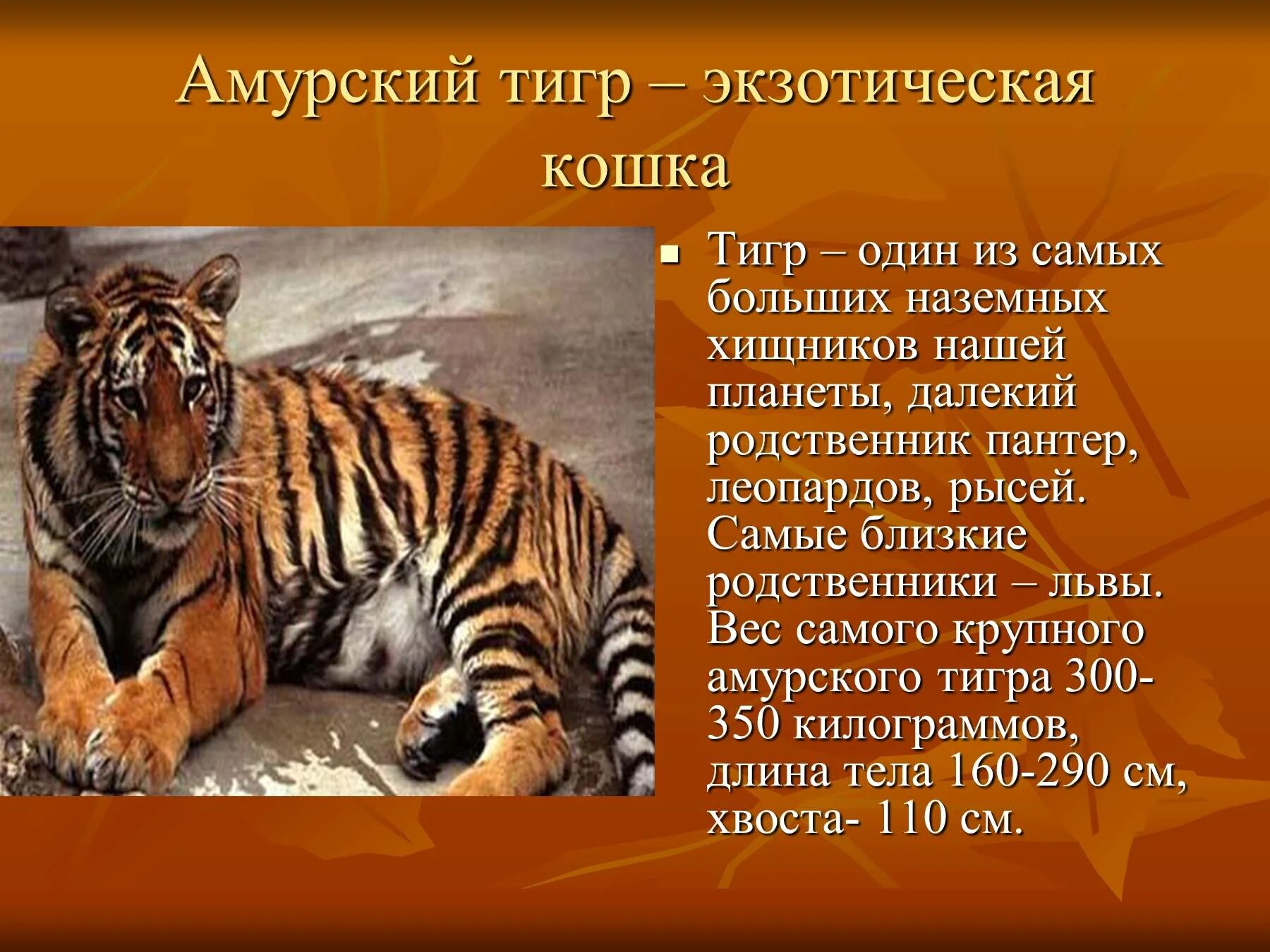 Легенды о животных 2 класс окружающий мир. Рассказ про Амурского тигра. Доклад про Амурского тигра. Амурский тигр описание. Описание Амурского тигра.