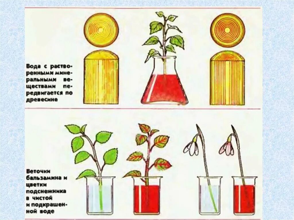 Транспорт воды по стеблю снизу вверх