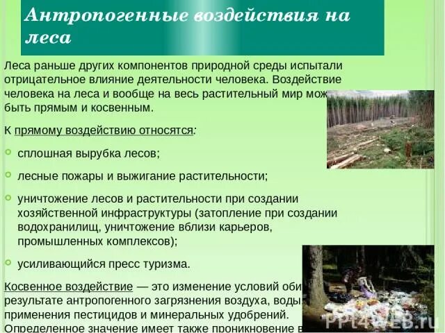 Последствия воздействия человека на природные сообщества. Антропогенное воздействие на Лесные ресурсы. Последствия антропогенного воздействия на лес. Антропогенное воздействие на леса. Лесные ресурсы последствия антропогенного воздействия.