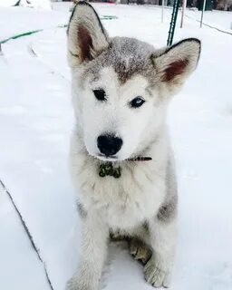 Помесь хаски