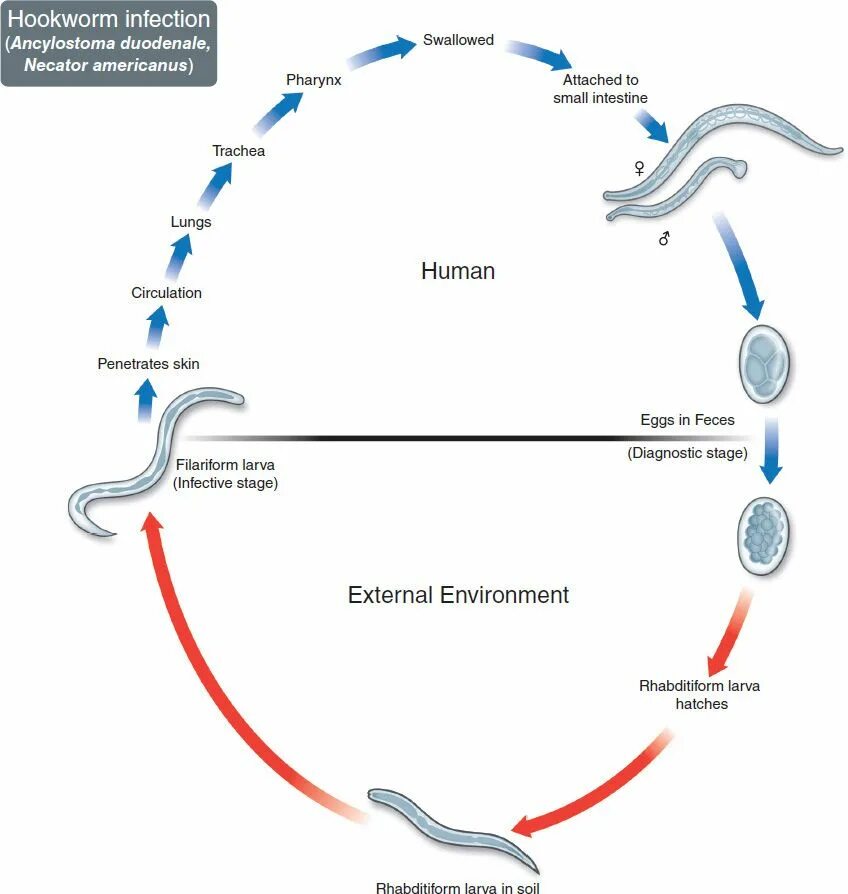 Жизненный цикл угрицы. Ancylostoma caninum жизненный цикл. Necator americanus инвазионная стадия. Ancylostoma duodenale жизненный цикл. Necator americanus жизненный цикл.