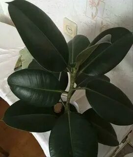 Авито фикус