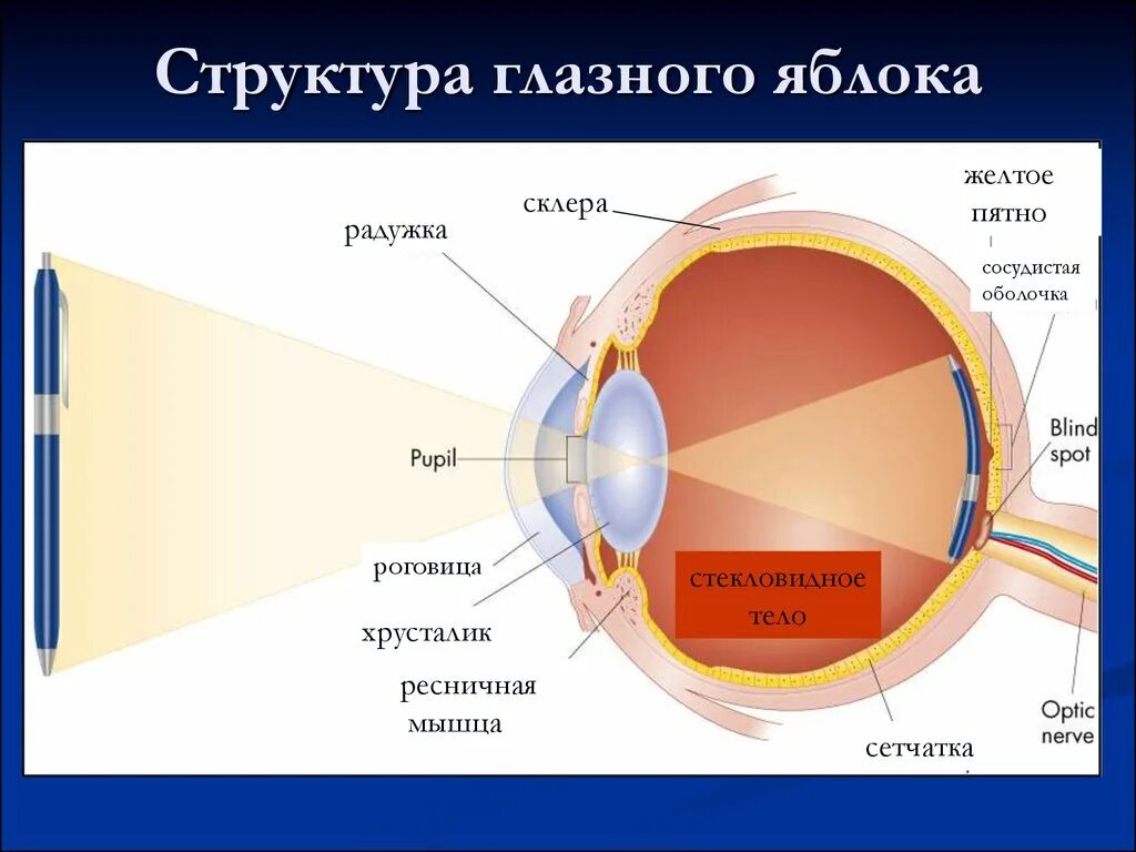 Строение глаза сетчатка роговица хрусталик. Склера роговица слепое пятно. Схема строения оболочек глазного яблока. Строениеглощного яблока. Прохождение луча света в глазном