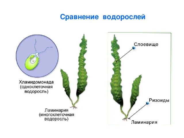 Признаки строения водорослей. Строение водоросли ламинарии. Строение водоросли ламинарии морской капусты. Строение многоклеточных водорослей. Внешнее строение бурых водорослей.