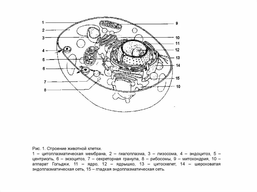 Строение клетки рисунок. Строение животной клетки рисунок черно белый с подписями. Строение клетки животного чб. Строение животной клетки чб. Строение животной клетки рисунок.