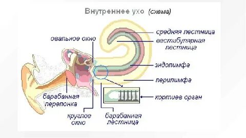 Внутреннее ухо содержит