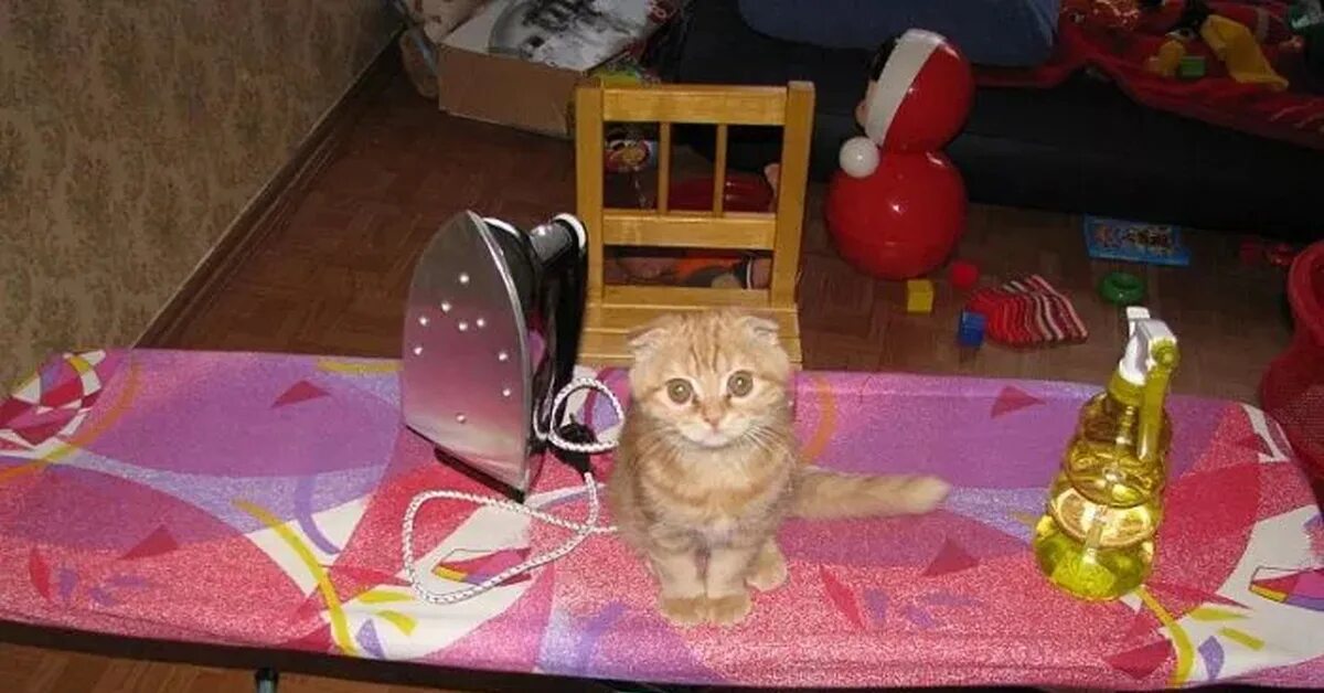 Глажка белья. Гладить кошку утюгом. Глаженное переглаженное. Глаженное переглаженное. Глаженное переглаженное.