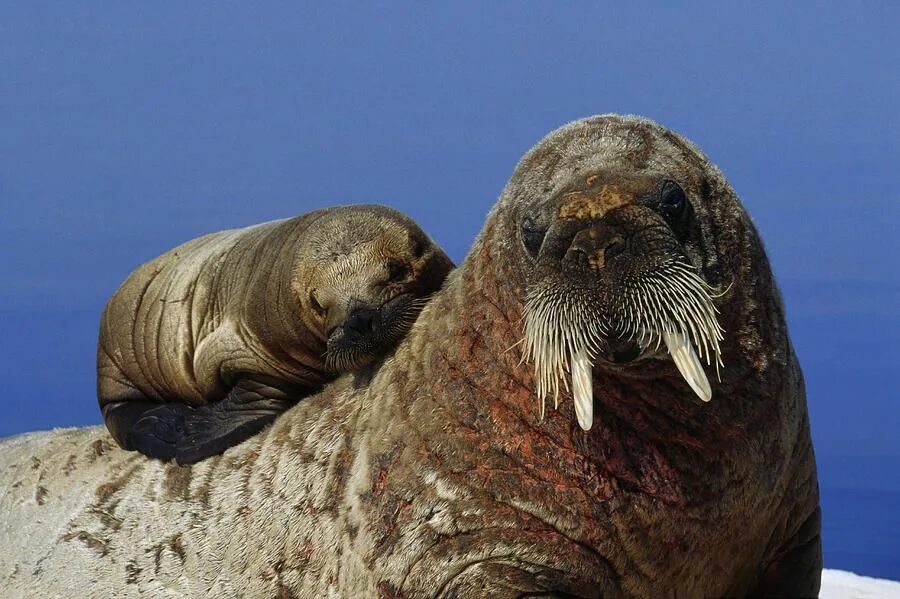 Атлантический морж. Atlantic Walrus. Тихоокеанский морж. Детеныш моржа моржонок.