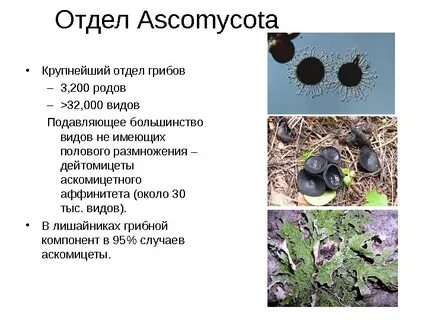 Аскомицеты представители