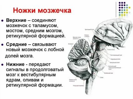 Нижняя мозжечковая ножка