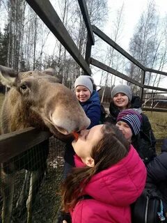 Лосиный остров новости