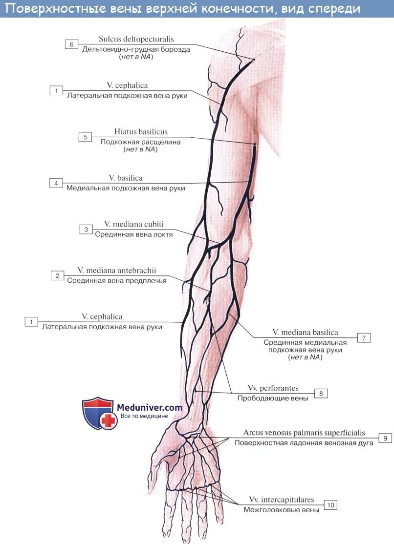 Латеральная подкожная Вена. Лучевая подкожная Вена. Поверхностные вены верхней конечности схема. Правая подкожная вена