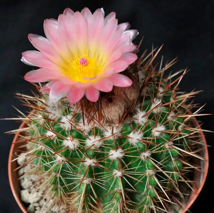 Кактус маммиллярия cactaceae. Кактус нотокактус отто. Название кактусов с цветами. Стеблевидные кактусы. Эхиноцереус виридифлорус минор.