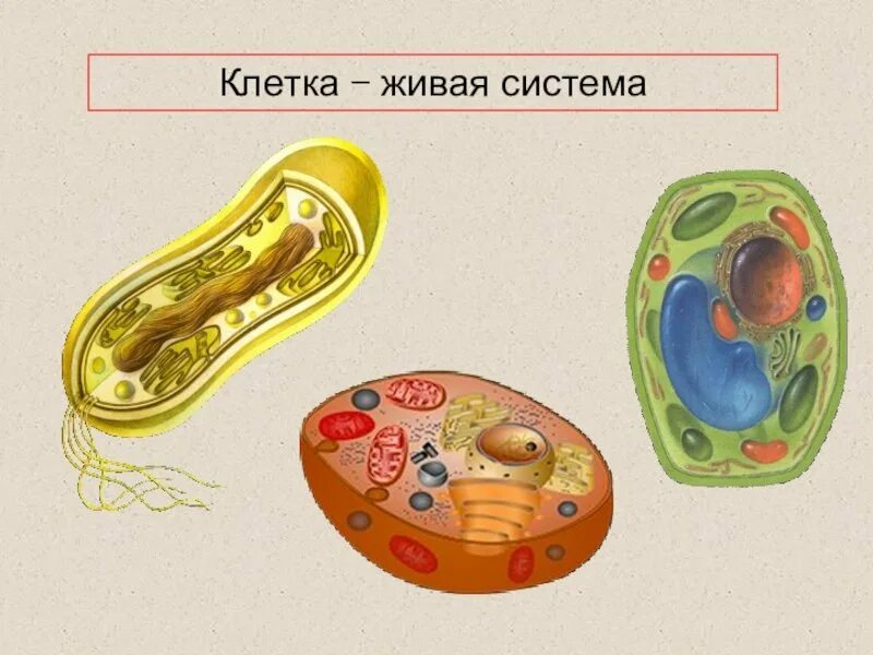 Рисунок клетка живая система