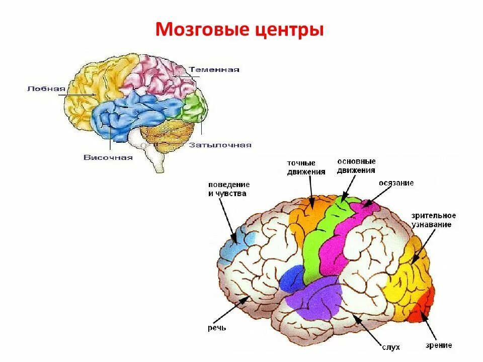 Основный центр. Отделы головного мозга и анализаторы. Схема головного мозга с анализаторами. Отдел головного мозга осязательного анализатора. Центры анализаторов в коре головного мозга.