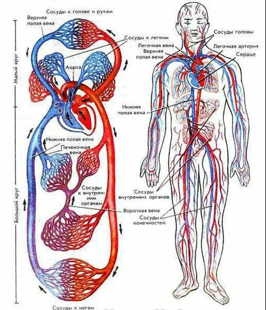 Как выглядит вена человека огэ Pin en Totalbodyreflex Anatomía del corazón, Circulación de la sangre, Cuerpo hu