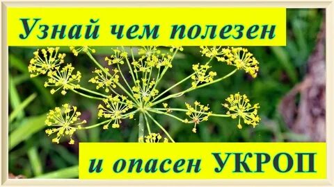 Как пить укроп