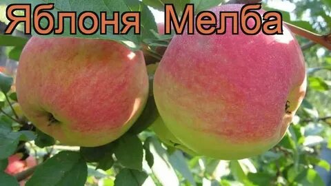 Яблоня медуница отзывы
