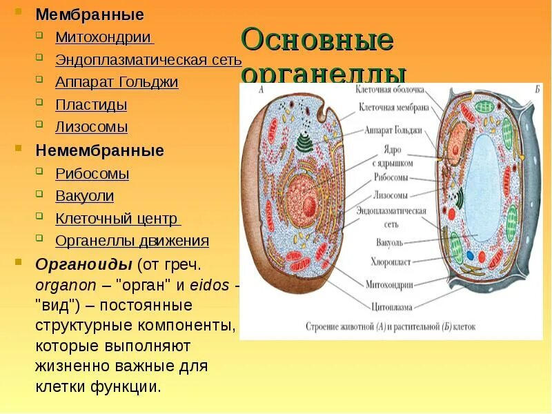 Органоиды клетки пластиды. Мембранные органеллы клетки их строение и функции. Строение мембраны клетки органеллы. Строение мембранных органоидов клетки. Строение клеток мембранные органоиды