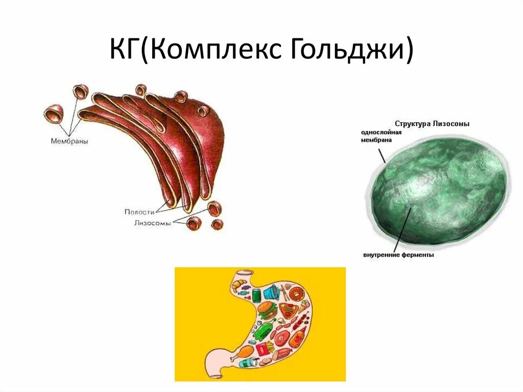 Комплекс Гольджи и лизосомы. Аппарат Гольджи и лизосомы ЕГЭ рисунок. Вакуоли комплекс Гольджи лизосомы. Схема строения аппарата Гольджи лизосомы.