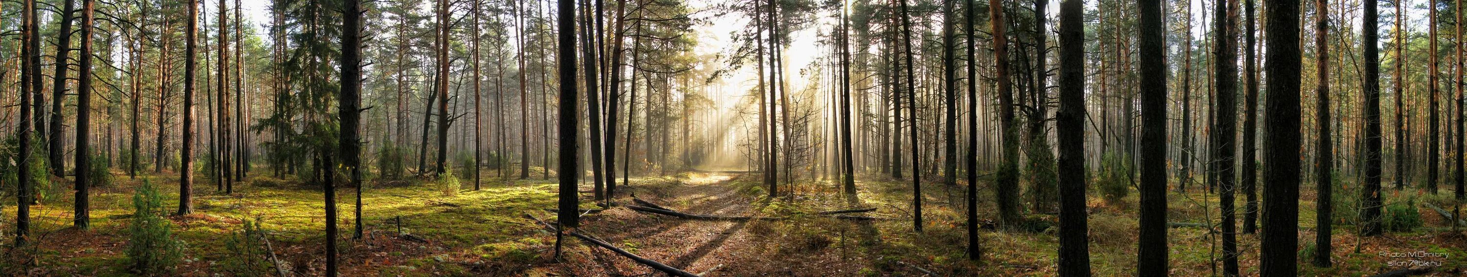 длинные леса. панорама леса. баннер природа лес. панорама леса. криволесье в польше.