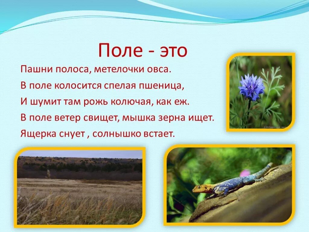 Природное сообщество поле 5 класс. Рассказ о поле. Поля для доклада. Поле для презентации. Сообщение о поле.