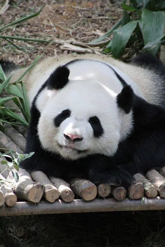 лапа панды. пальцы панды. смешная панда. новосибирский зоопарк панда. большая панда.